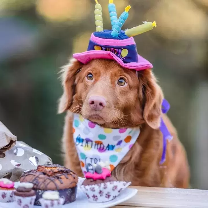 A cute little dog in a birthday hat